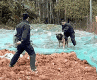 ��ЦGIF�D9����һ�D�������绢��һ�������c��